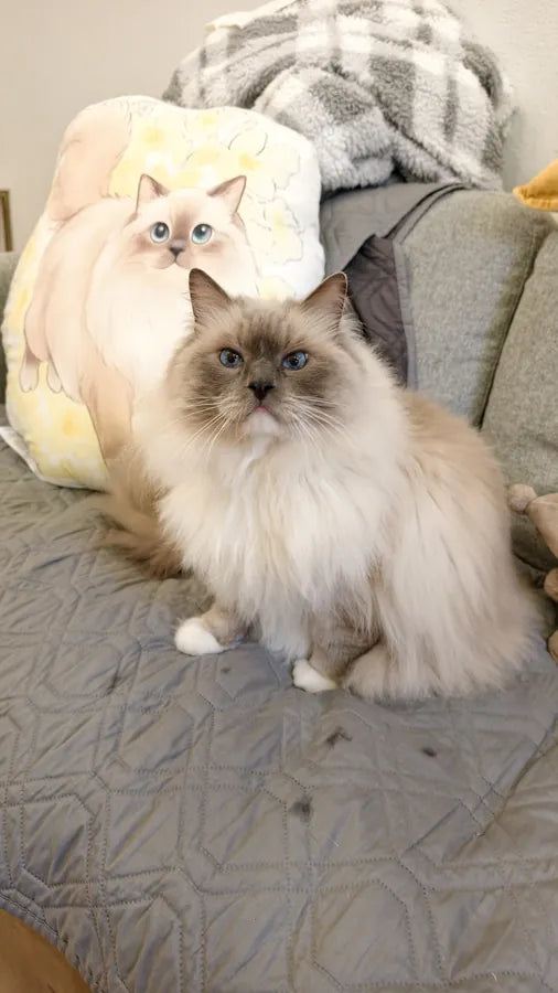 A ragdoll cat sitting in front of a custom shaped pillow with its own AI-generated portrait