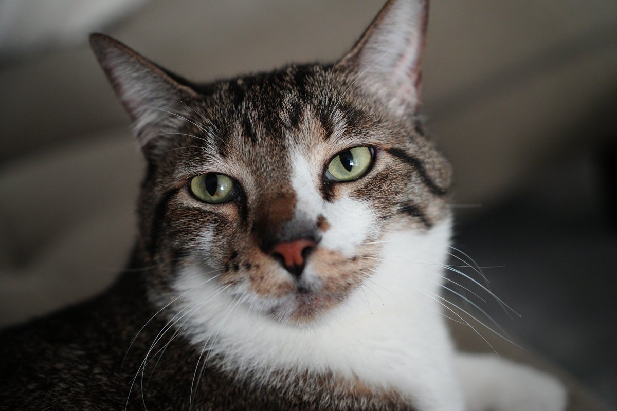 Sample cat